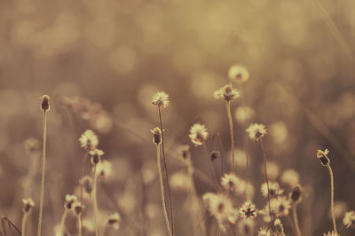 Close-up of flowering plants on field