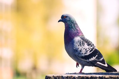 Close-up of bird