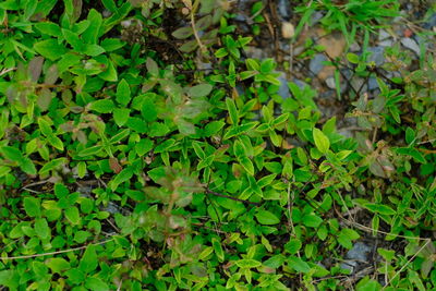 Close-up of fresh green plants