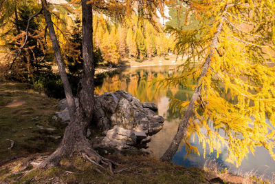 Scenic view of lake in forest during autumn