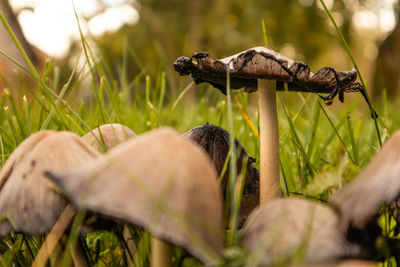 A bunch of brown mushrooms growing in the grass of the garden. autumn scenery with mushrooms.