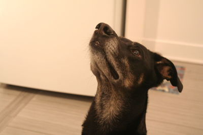 Close-up of a dog looking away