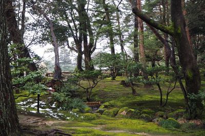 Trees in forest