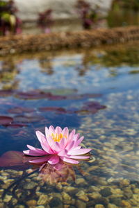 Close-up of lotus water lily in lake