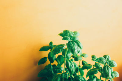 Close-up of plant against yellow wall