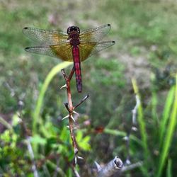Close-up of damselfly on leaf
