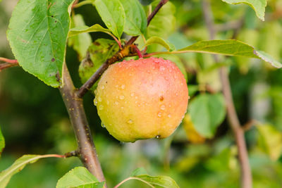 Close-up of fresh fruit on plant