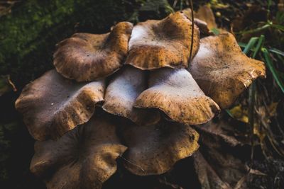 Close-up of mushrooms on dry leaves