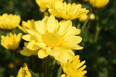 Close-up of yellow flowering plant