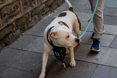 High angle view of dog on street