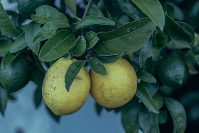 Close-up of lemons on tree