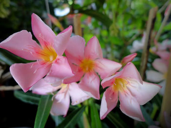 Close-up of pink flowers blooming outdoors