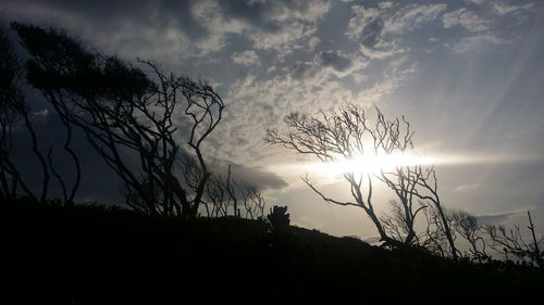 Silhouette trees against sky during sunset