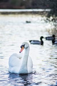 Close-up of swan swimming in lake
