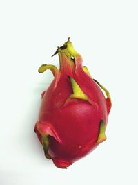 Close-up of red flower over white background