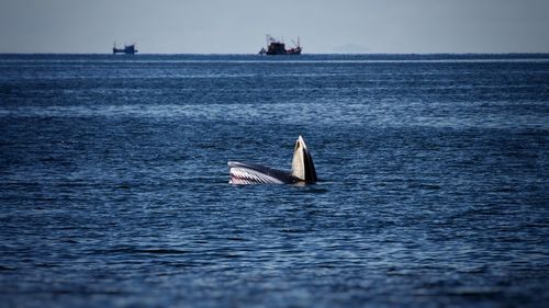 Bryde's whale feeding in the ocean. members of the baleen whale family