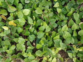 Full frame shot of fresh green leaves on field