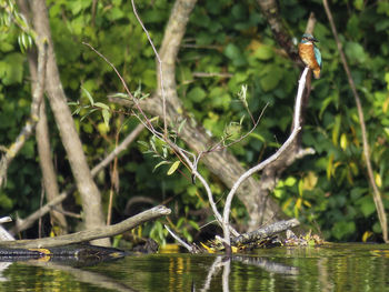 Kingfisher perching on driftwood in lake