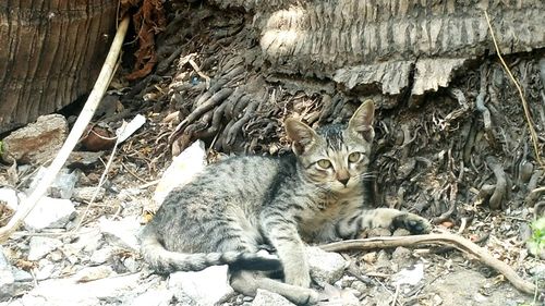 Close-up of cat relaxing outdoors