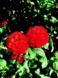 Close-up of red flowering plant