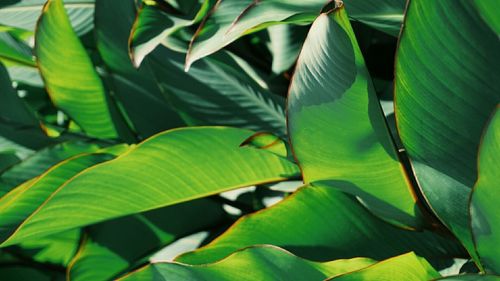 Full frame shot of leaves
