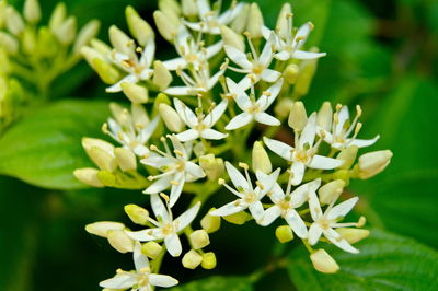 Close-up of white flowering plants