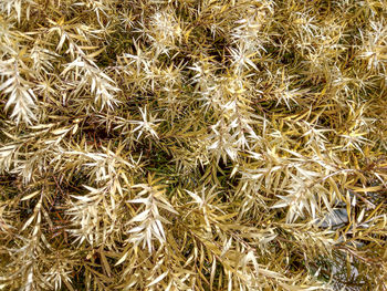 Full frame shot of dry plants on field