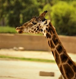 Close-up of giraffe