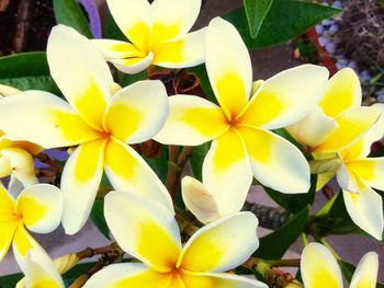 Close-up of yellow flowers blooming outdoors