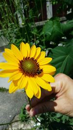 Close-up of hand holding flower