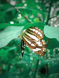 Close-up of butterfly on leaf