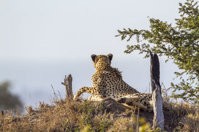 Cheetah relaxing on land