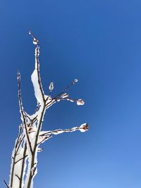 Low angle view of bare tree against clear blue sky