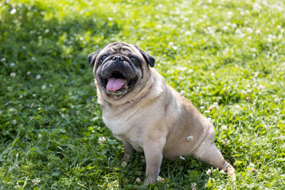 Dogs on grassy field