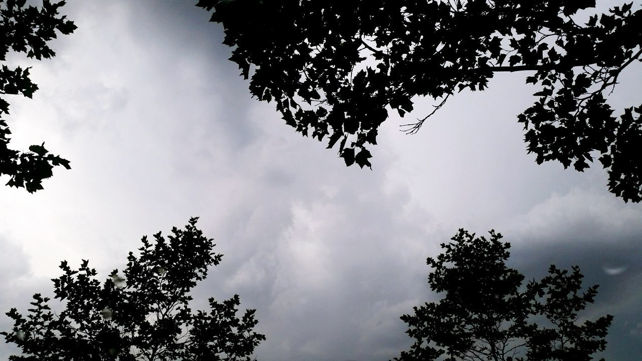 tree, low angle view, sky, branch, silhouette, cloud - sky, nature, cloudy, tranquility, growth, beauty in nature, cloud, treetop, high section, scenics, outdoors, no people, bare tree, tranquil scene, day