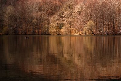 Reflection of trees in lake