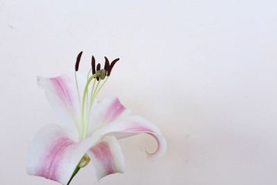 Close-up of pink flower over white background