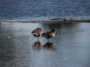 Ducks in a lake