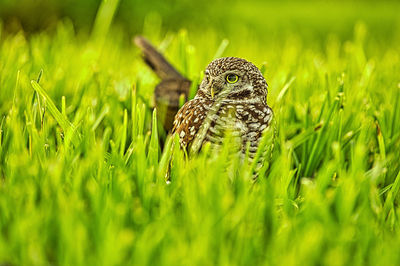 Close-up of a owl on a field