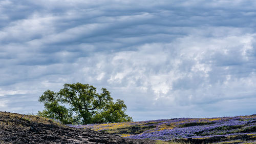 Low angle view of trees against sky