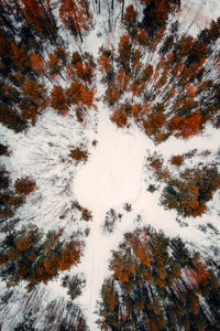 Low angle view of trees during winter