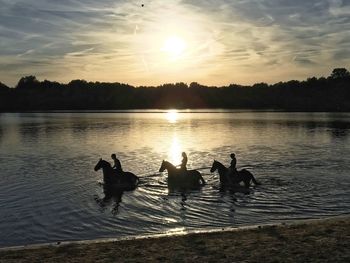 Silhouette swans swimming on lake during sunset