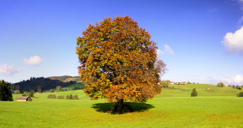 Tree on field during autumn
