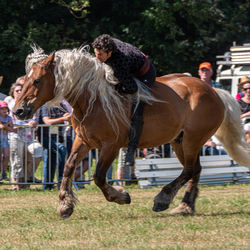 domestic animals