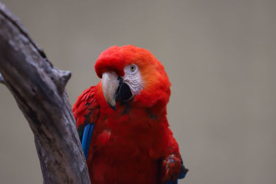 Close-up of parrot perching on branch