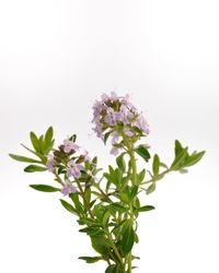 Close-up of flowering plant against white background