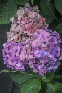 Close-up of pink hydrangea blooming outdoors