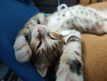 Close-up of cat sleeping