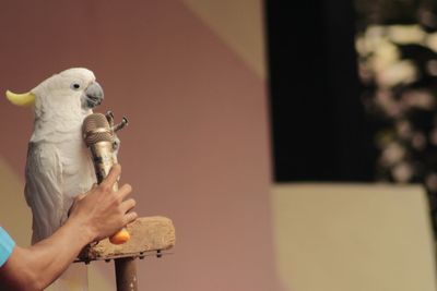 Cockatoo talking through a microphone