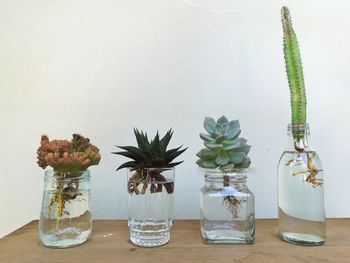 Potted plants in glass jar on table against wall